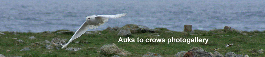 Auks to crows photogallery Outer Hebrides